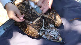 Trakya’nın şah kartalları artık dijital rehberle göç edecek