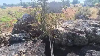 Dicle'de alevler meyve bahçelerini kül etti
