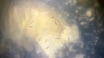 Van Gölü’nde yeni nesil inci kefalleri göle dönüyor