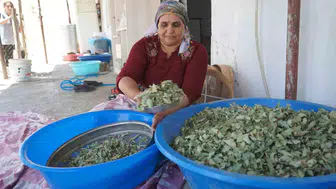 Şırnak dağlarında 30 yılın ardından gelen doğal lezzet şöleni