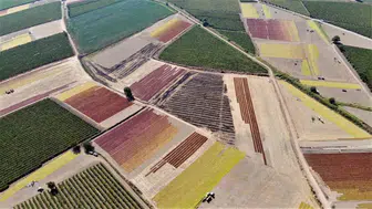 Manisalı üzüm üreticisi TMO’dan gelecek fiyat haberine kilitlendi