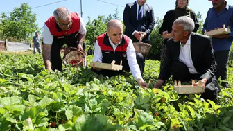 Elazığlı çiftçinin hasat mesaisine Vali Hatipoğlu da katıldı