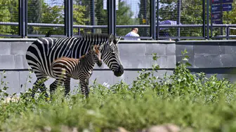 Ankara'nın yeni misafiri zebra yavrusuna isim arıyor