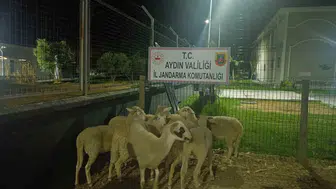 Koçarlı'da hırsızlık şoku Bahçedeki koyunlar çalındı