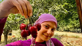 Sultandağı kirazında hasat başladı ama üreticinin yüzü gülmüyor
