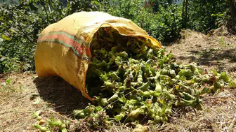 Giresun fındık hasadı için günlük yevmiyeler ve patoz ücretleri belli oldu