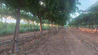 Sarıgöl bağlarında hasat öncesi hummalı çalışma