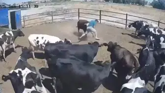 Konya’da boğa saldırısı kamerada
