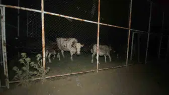 Aydın Çine’de yangın dehşeti Köylüler hayvanlarını halı sahaya sığındırdı