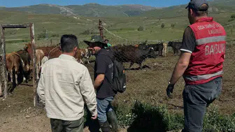 Bayburtlu üreticiye angus desteği geldi