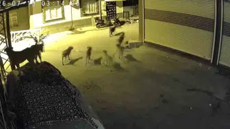 Adana'da gece korku dolu anlar