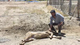 Sivas'ta mangal kömürü dumanı hayvancılığı bitirdi