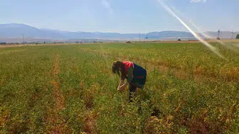 Afyonkarahisar’da nohut tarlalarında verim mesaisi