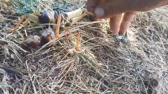 Elazığ’da bir vatandaş dev çekirgeyi balıkla doyurdu