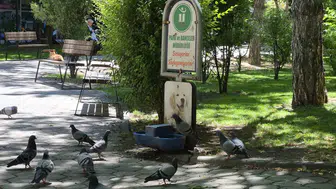 Eskişehir’de kavurucu sıcaklar güvercinleri susuz bıraktı