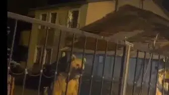 Sarıkamış’ta ev sahibi ayı oldu