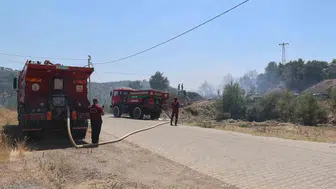 Aydın Koçarlı'da zeytinlikleri saran alevler söndürüldü