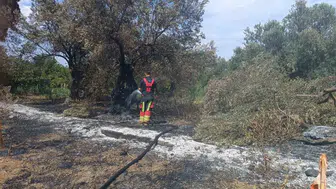 Balıkesir Havran’da zeytinlikleri alevler sardı