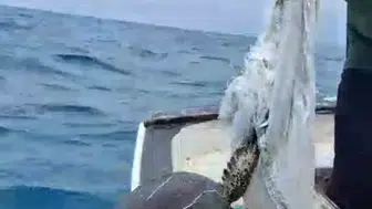 Samandağ açıklarında oltaya takılan caretta carettayı balıkçı son anda kurtardı