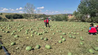 Tekirdağ'da dolu felaketi 35 bin dekarlık tarım alanı yok oldu