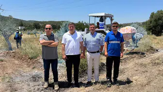 Milas’ta taşınan zeytin ağaçları yeni topraklarında hayata tutundu