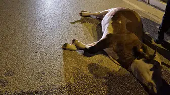 Düzce'de gece vakti yola çıkan inek motosikletle çarpıştı
