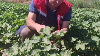 Didim pamuk tarlalarında alarm zilleri çalmadı