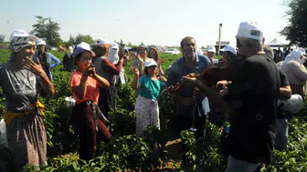 Edirne’nin meşhur acı biberinde hasat vakti geldi