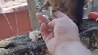 Zorkun Yaylası’nın minik sakini insanlara alıştı