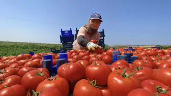 Çanakkale domatesinde sezon açıldı