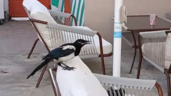 Tekirdağlıların yeni arkadaşı omuzdan inmiyor