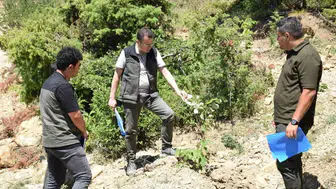 Andırın ormanlarında kestane ve ıhlamur dönemi başlıyor