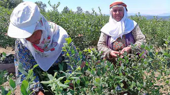 Bilecik'te boş tarlalar devlet desteğiyle yaban mersini bahçesine dönüştü
