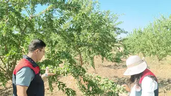 Ağın’da badem hasadı öncesi kritik denetimler başladı