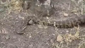 Iğdır'da yerleşim yerine giren zehirli yılan paniği sona erdi