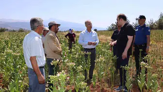 Karacasu tarlalarında hasat mesaisi