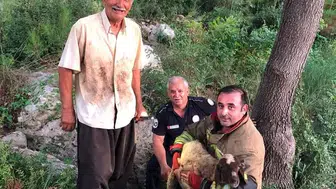 İskenderun’da dereye yuvarlanan koyunu itfaiye ekipleri kurtardı