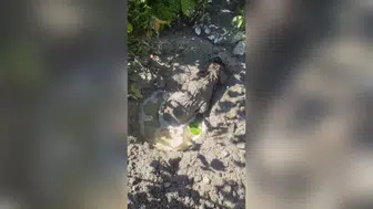 Malatya’da inşaat alanında betona gömülen köpek yavrusu son anda kurtarıldı
