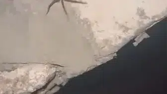 Elazığ’da korkutan misafir Sarıkız örümceği görüntülendi