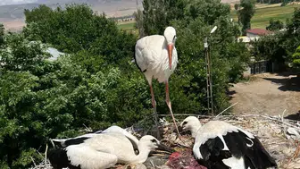 Bitlis'te yüksek gerilim hattındaki leylek ailesine itfaiye yardımı