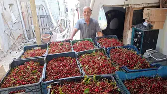 Üreticinin isyanı: 40 liralık fiyat emeğin karşılığı değil