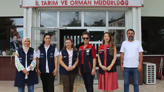 Bolu tarlalarında kadınların nohut bereketi