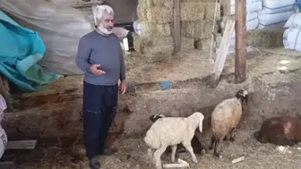 Erzurum’da kurt sürüsü ağılı bastı 14 koyun öldü