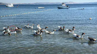 Erdek sahilinin özgür kazları bir ördek yavrusuna kol kanat gerdi