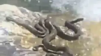 Bingöl’de sıcak hava yılanları suya indirdi
