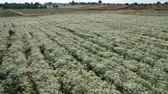 Dünya kekiğinin merkezi Denizli’de yeni hasat dönemi başladı