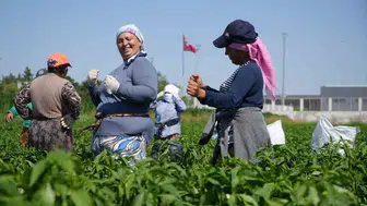 Edirne’nin meşhur acı biberinde hasat zamanı