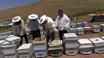 Pervari’de bal hasadı için arıların yayla yolculuğu başladı