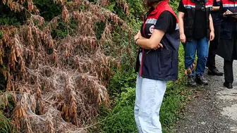Rize bahçelerini saran beyaz kelebek istilasına karşı savaş açıldı