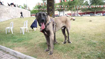 Çorum’da dev köpek buluşması